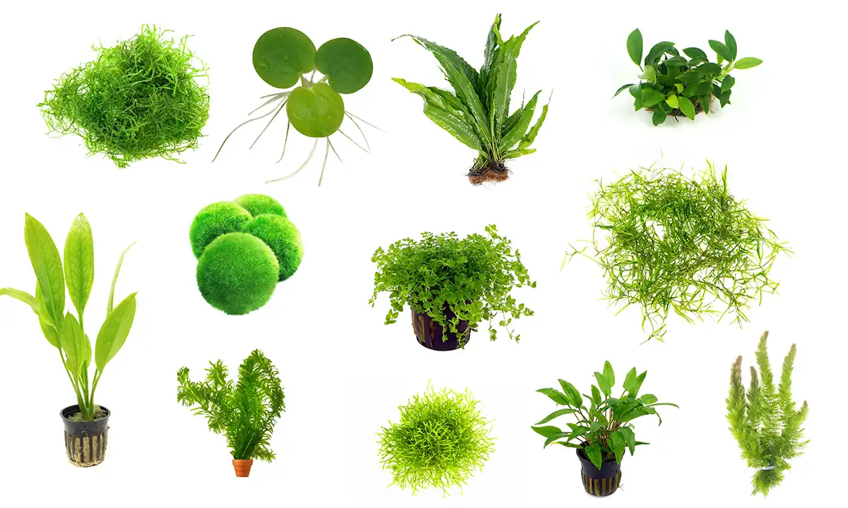 Best Aquarium Plants for Beginners